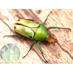 Eudicella pythia