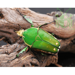 Mecynorrhina torquata immaculicollis