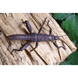 Eurycantha calcarata