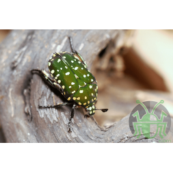 Protaetia niveoguttata