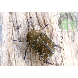 Protaetia culta culta