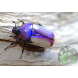 Chlorocala Africana Umtaliensis