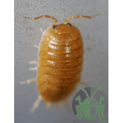 Porcellio laevis “Orange”