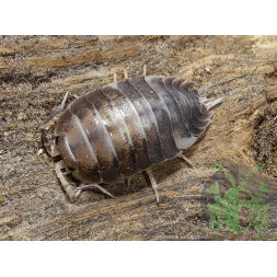 Porcellio Laevis “Milk Back”