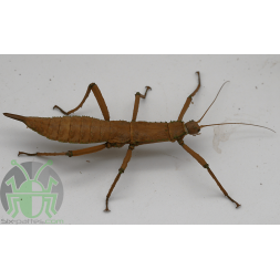 Eurycantha insularis