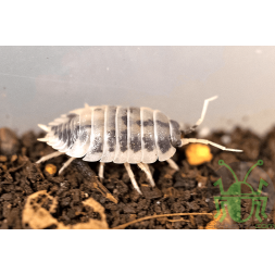 Porcellio laevis "Vaca lechera"