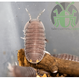 Cubaris murina