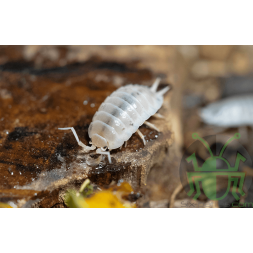 Porcellio laevis „Weiß“