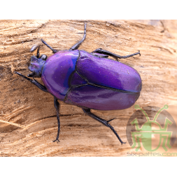 Chlorocala Africana Oertzeni