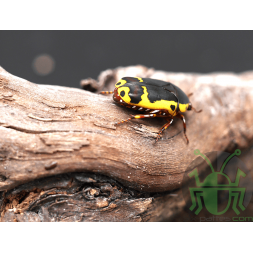 Pachnoda sinuata