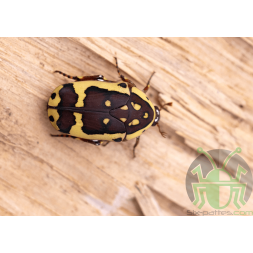 Pachnoda fissipuncta