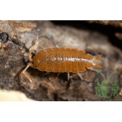 Porcellionides pruinosus "Orange"