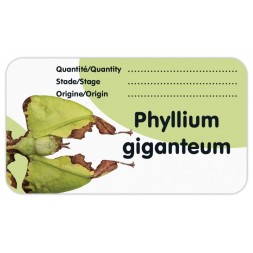 Insetto stecco: set di 3 etichette autoadesive