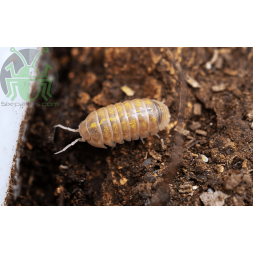 Armadillidium vulgare "T+ albinos"