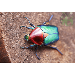 Protaetia speciosa jousselini
